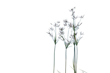 In Selective focus wild grass plant with blossom flower on white isolated background for green...