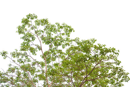 Tropical tree with leaves branches and sunlight, on white isolated background for green foliage backdropの写真素材