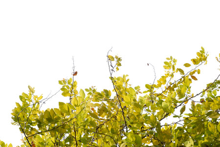 A Tropical yellow green leaves with branches on white isolated background for green foliage backdropの写真素材