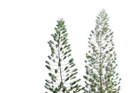Pine trees with leaves branches on white isolated background for green foliage backdropの写真素材