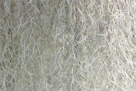 In selective focus a Spanish moss leaves,hanging from a flower pot with green nature backgroundの写真素材