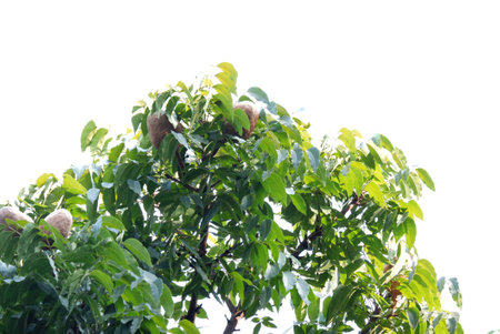 Fruit tree in the garden on white background, close-up
