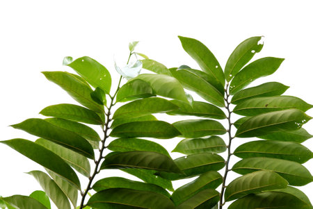 A Tropical tree with leaves branches on white isolated background for green foliage backdrop