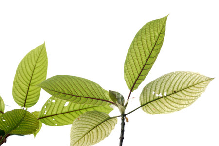 Leaves with branches on white isolated background with copy spaceの写真素材