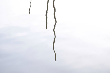 A reflection of plant twigs on water surface for background backdrop with wet and zigzag patternの写真素材
