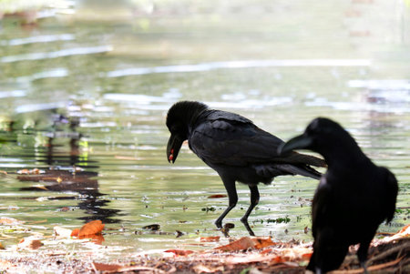 A black crow eating some wild berry and sitting in a swamp with water backgroundの写真素材
