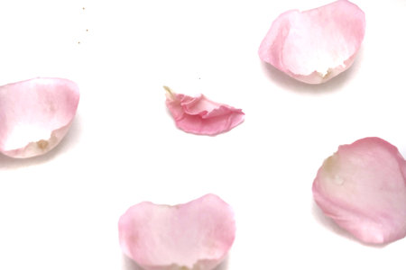 pink rose petals on white background, closeup of photo