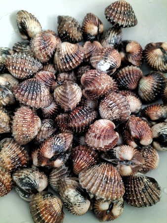 A pile of Cardiidae in a tray, a fresh seafood