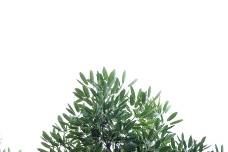 A tropical tree leaf with branches on white isolated background for green foliage backdrop