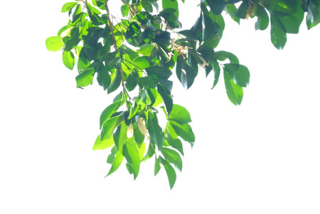A tropical tree leaf with branches on white isolated background for green foliage backdrop