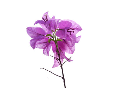 A bouquet of pink Bougainvillea flower blossom with green leaves on white isolated backgroundの写真素材