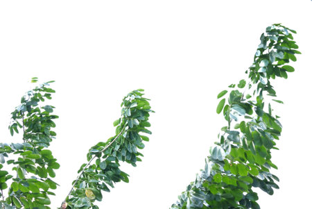 Green leaves isolated on white background with copy space for your text.