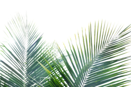 Coconut leaves on white isolated background for green foliage backdropの写真素材