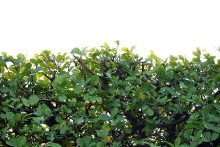 A fence plant with leaves branches on white isolated background for green foliage backdrop
