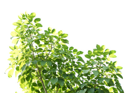 A tropical tree leaf with branches on white isolated background for green foliage backdrop