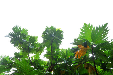 Tropical tree leaves with branches on white isolated background for green foliage backdrop