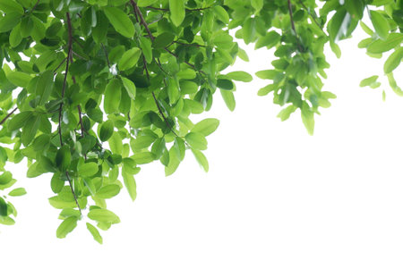 Tropical tree leaves with branches on white isolated background for green foliage backdrop