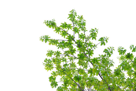 A tropical tree with leaves branches on white isolated background for green foliage backdropの写真素材