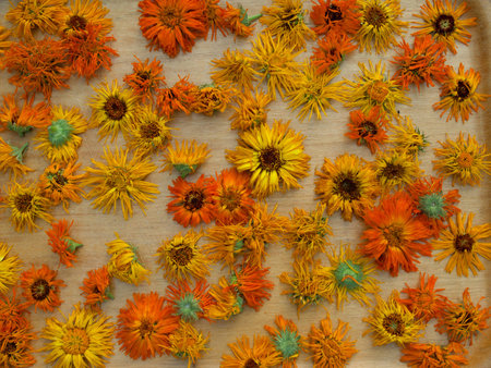 Drying flowers of marigold on the tableの写真素材