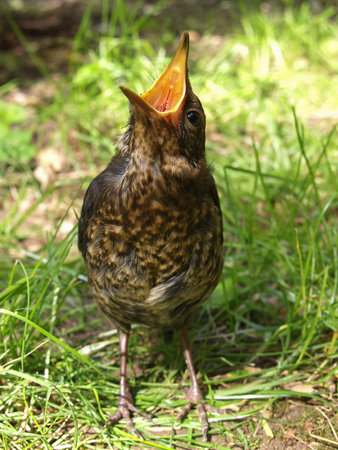 Hungry little female blackbird yawning outdoorの写真素材
