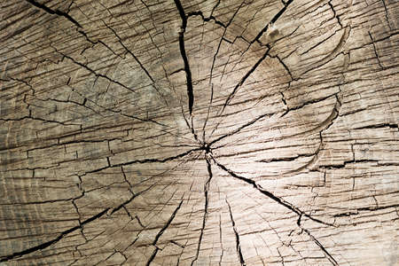 Cut a tree. Wood textureの写真素材