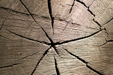 Cut a tree. Wood textureの写真素材