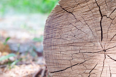 Cut a tree. Wood textureの写真素材