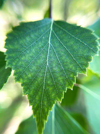 Close-up of a birch leaf. Natural texture, natural background.の写真素材
