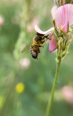 The bee collects pollen. Close-up shot, blurred background.の写真素材