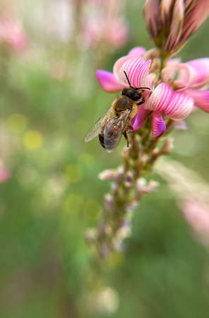 The bee collects pollen. Close-up shot, blurred background.の写真素材