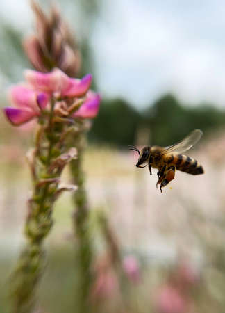 The bee collects pollen. Close-up shot, blurred background.の写真素材