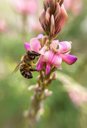 The bee collects pollen. Close-up shot, blurred background.の写真素材
