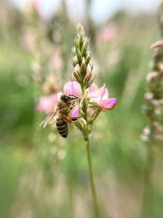 The bee collects pollen. Close-up shot, blurred background.の写真素材