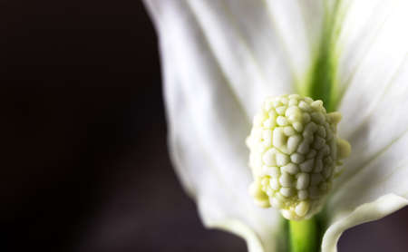 Close-up of a Spathiphyllum flower. Space for text.の写真素材
