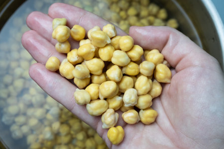 Chickpeas swollen in water. A handful of chickpeas in a womans hand.