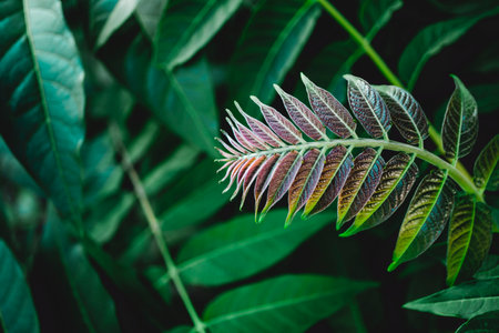 A background of deep green leaves.の写真素材