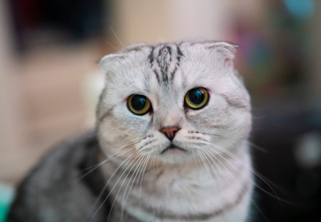 Cat of breed Scottish Fold gray marble color with green eyes.の写真素材