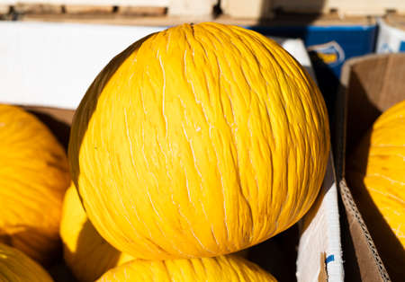 Ripe yellow melon on the counter of a vegetable shop.の写真素材