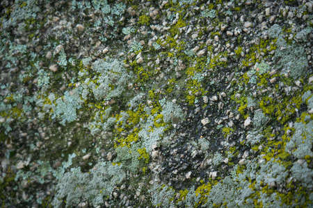 Green moss on the stone. Nature background.