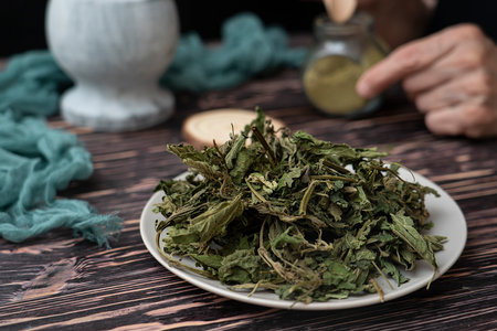 An herbalist prepares a powder from dried May nettle leaves. Folk, alternative medicine.の写真素材