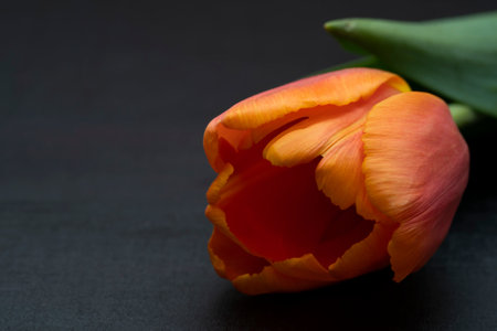 Orange tulip close-up on a black background. high quality photoの写真素材
