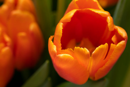Bouquet of orange tulips close-up. high quality photoの写真素材