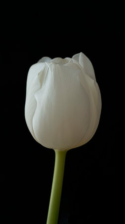 White tulip close-up on a black background. high quality photoの写真素材