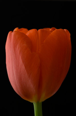 Orange tulip close-up on a black background. high quality photoの写真素材