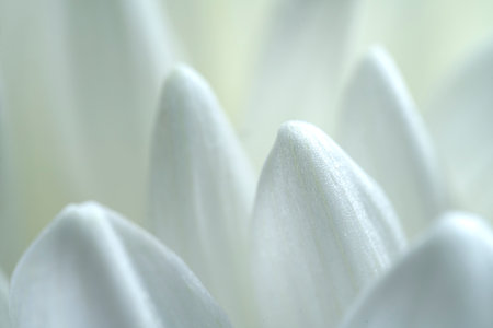 White chrysanthemum petals close up. The photo is blurry, out of focus. Floral background, splash screen, postcard. high quality photoの写真素材
