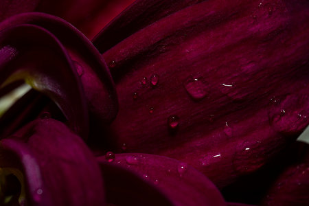 Petals of burgundy chrysanthemum close-up. The photo is blurry, out of focus. Floral background, splash screen, postcard.の写真素材