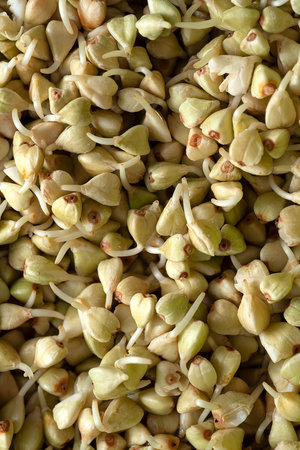 Germinated green buckwheat kernels with sprouts. Sprouted buckwheat seeds close-up.の写真素材