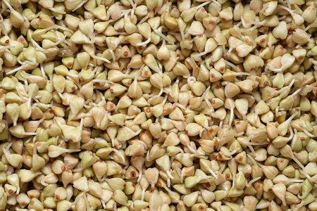 Germinated green buckwheat kernels with sprouts. Sprouted buckwheat seeds close-up.の写真素材