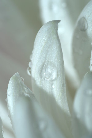 White chrysanthemum petals with water drops close up. The photo is blurry, out of focus. Floral background, splash screen, postcard.の写真素材