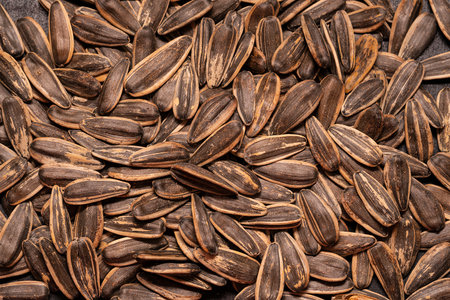 Sunflower seeds close up. Food background.の写真素材